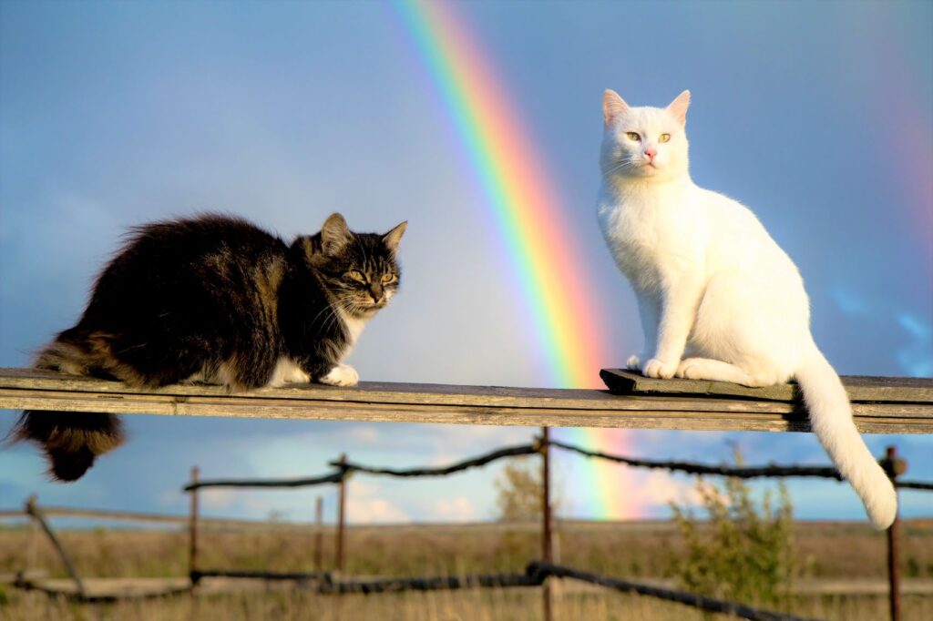deux chats sur une clôture devant un arc-en-ciel
