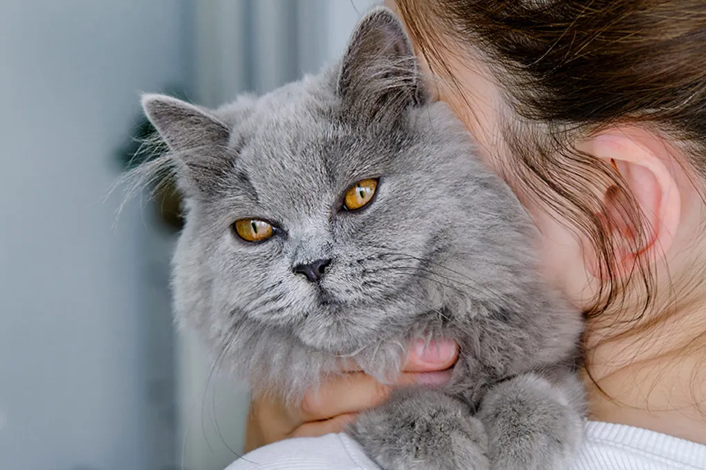Un chat gris est perch&eacute; sur l'&eacute;paule de sa propri&eacute;taire