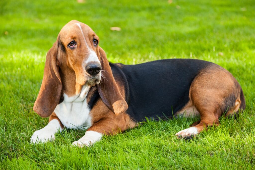 basset hound couché dans l'herbe