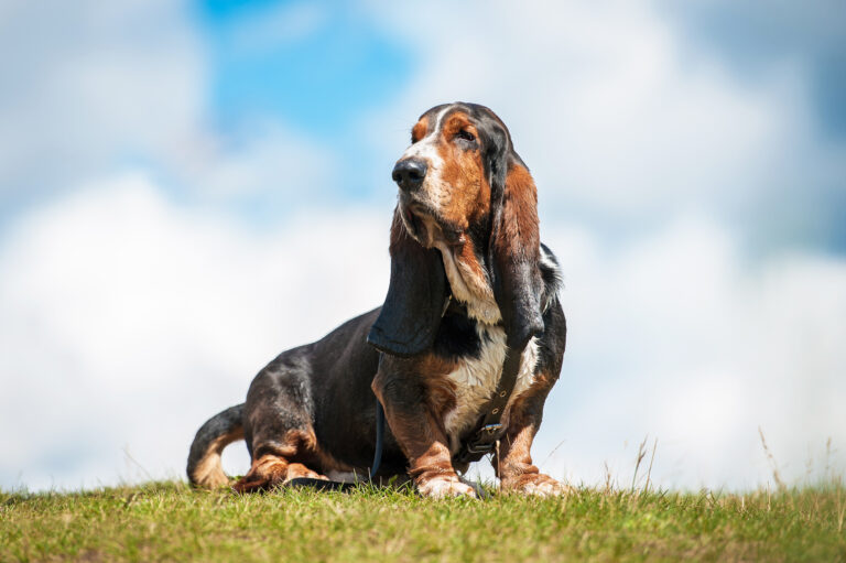 basset hound tricolore assis sur l'herbe