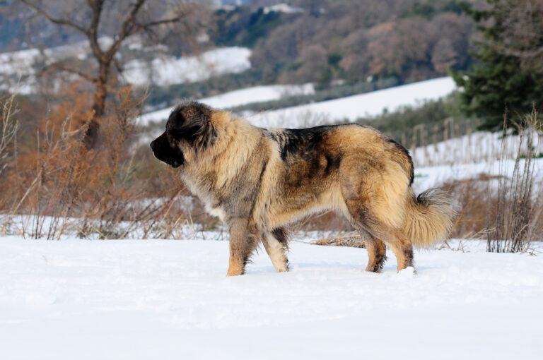 berger du caucase dans la neige