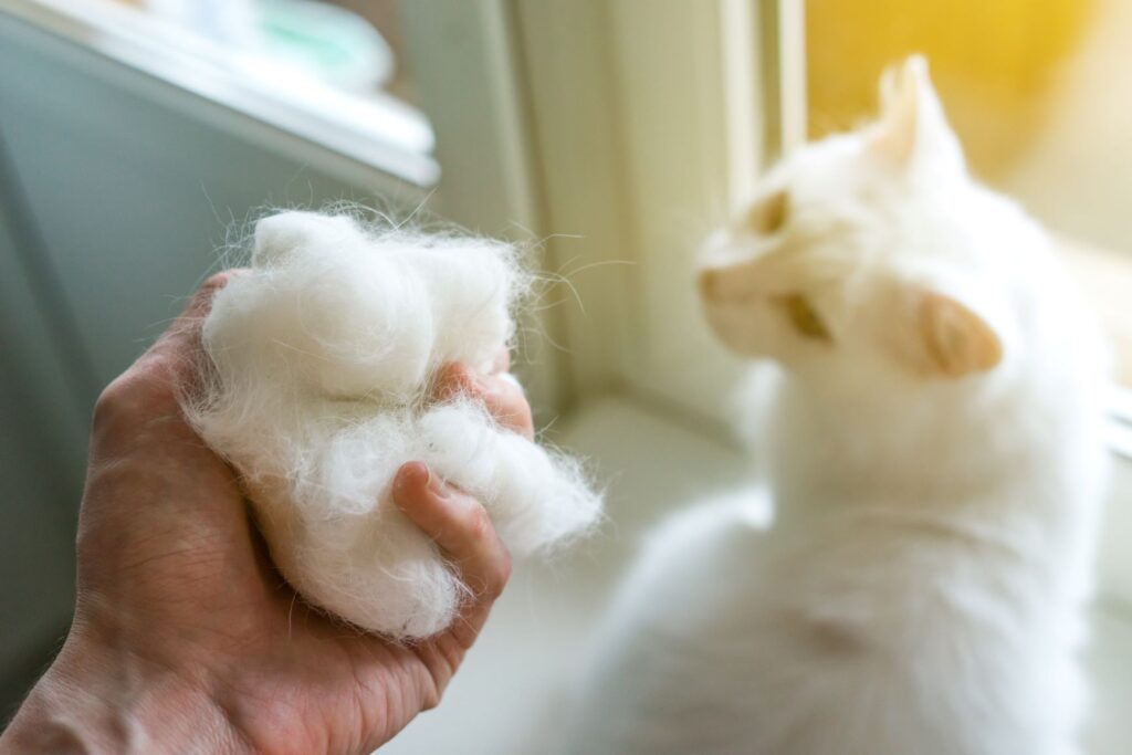 main tenant une boule de poils à côté d'un chat blanc