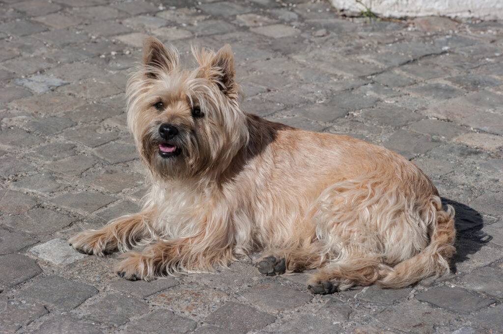 chien cairn terrier couché