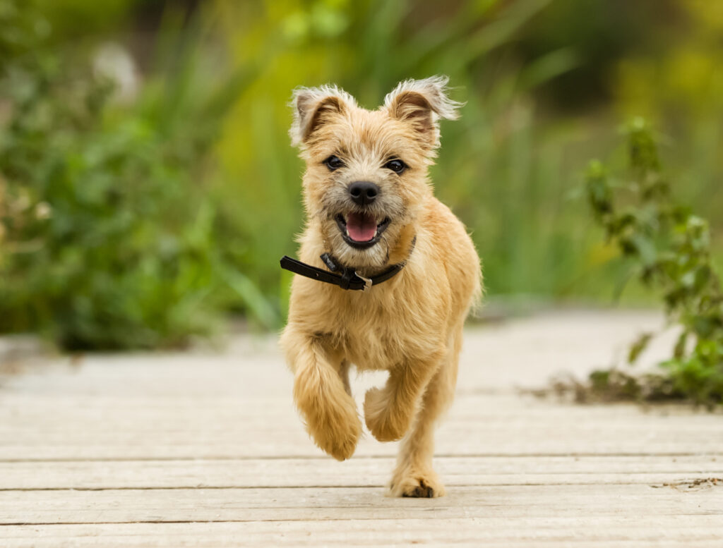 chiot Cairn terrier