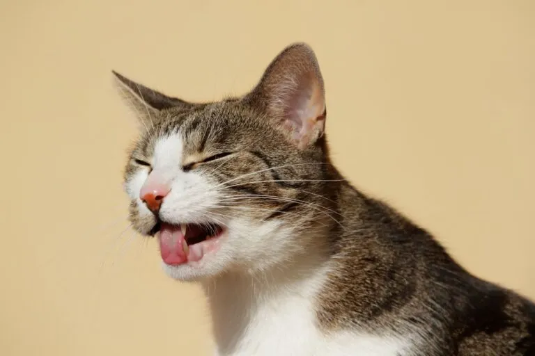 chat qui vomit chat qui vomit