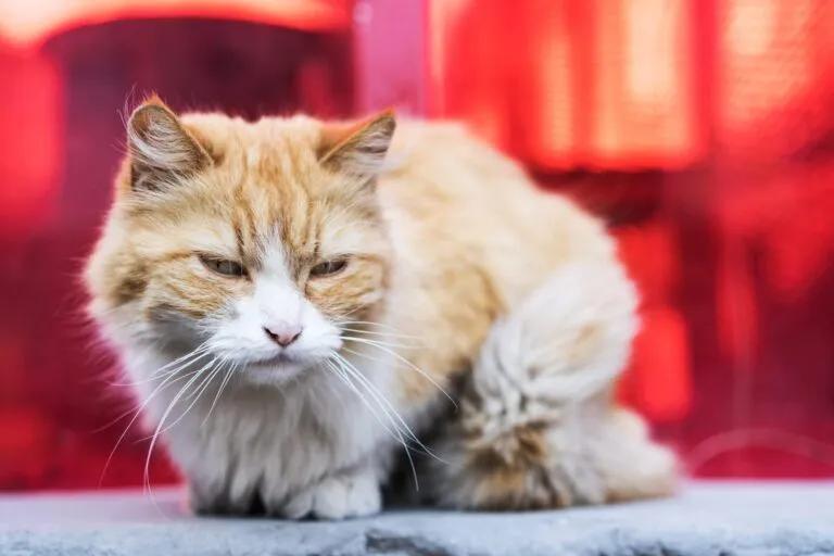 chat atteint du sida chat atteint du sida