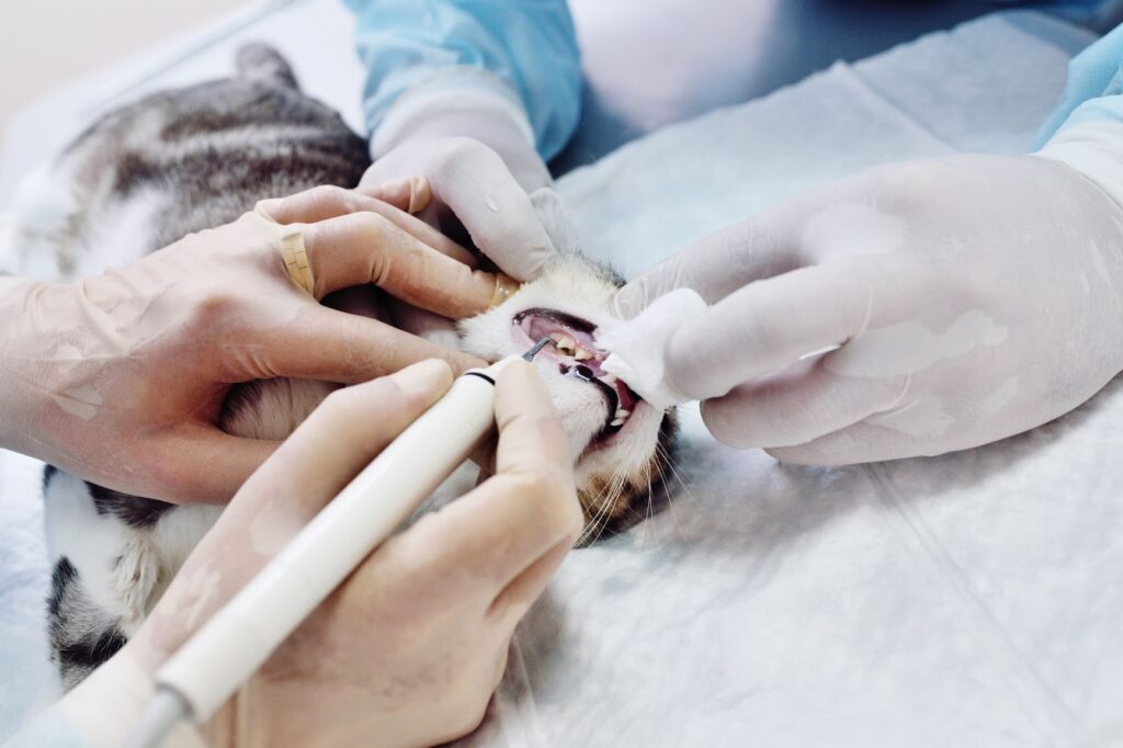chat chez le dentiste chat bénéficiant d'un détartrage chez le vétérinaire