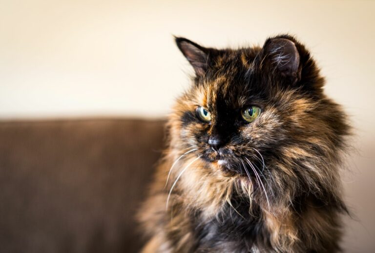 chat écaille de tortue noir et fauve