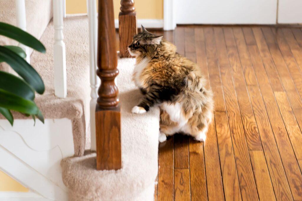 chat en surpoids devant un escalier chat en surpoids qui essaie de monter l'escalier