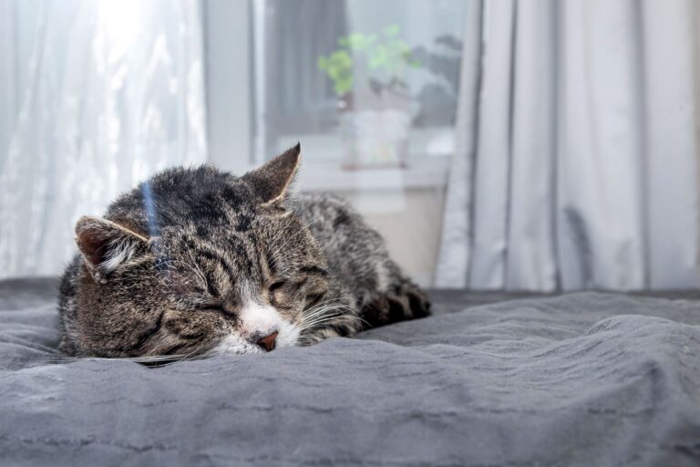 chat malade et souffrant couché sur un lit