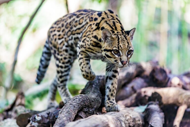 chat ocelot qui chasse