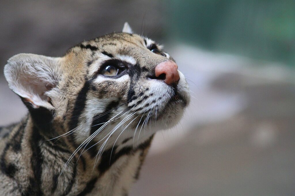 chat ocelot vu de près