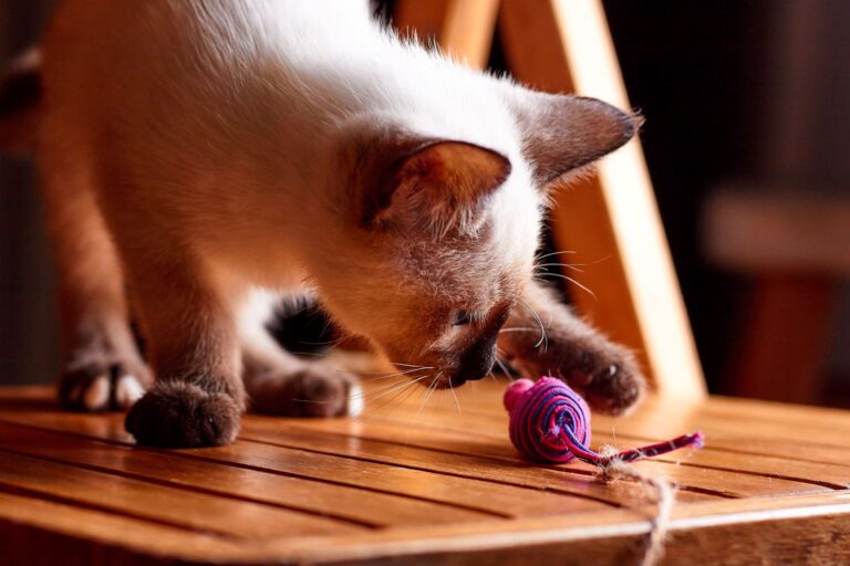 chat en surpoids qui joue avec une souris