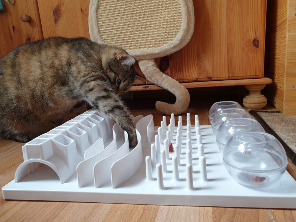 chat qui joue avec un jeu d’intelligence