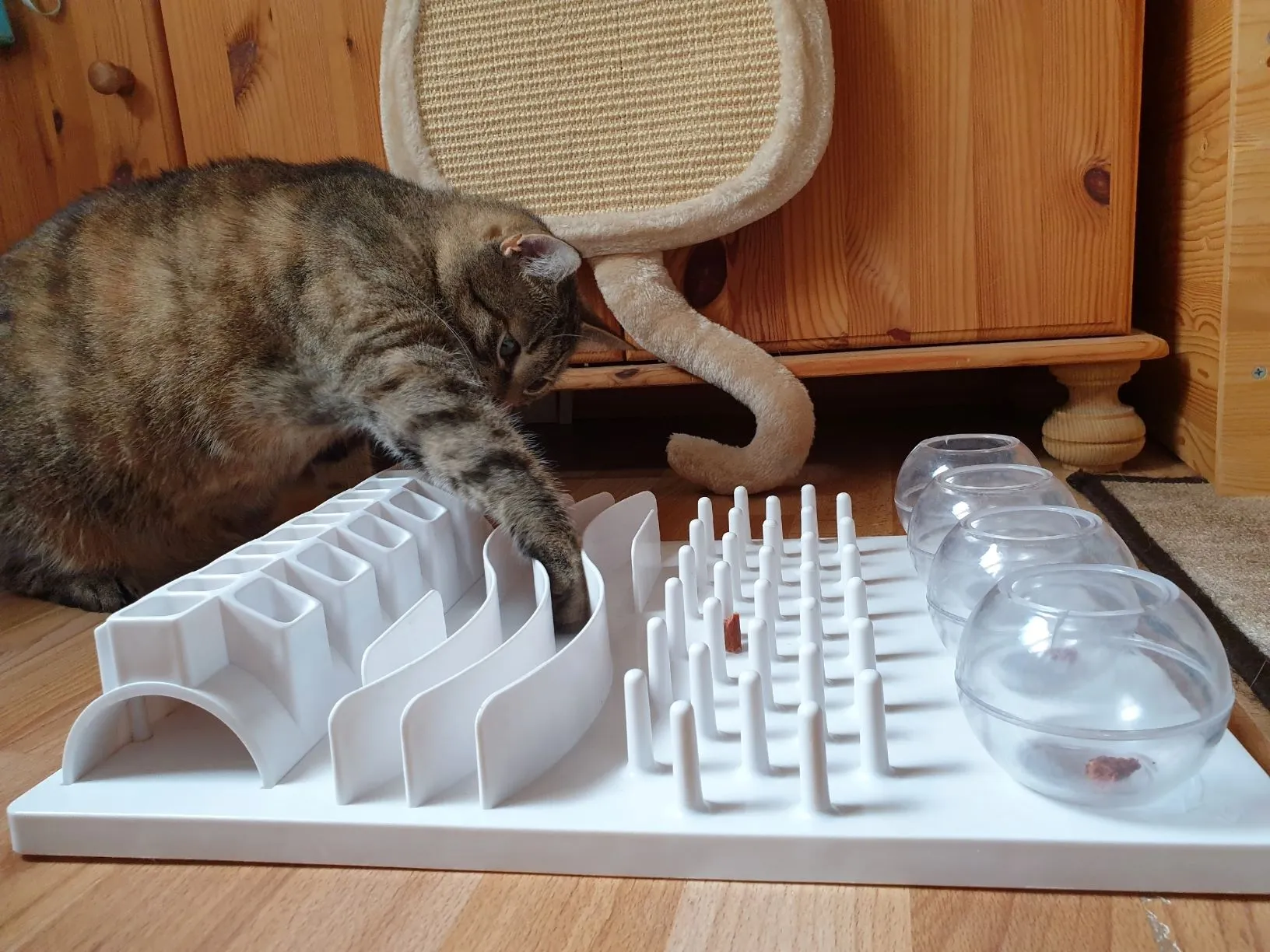 Débardeur Drôle Chat Haltérophile - Design Humoristique Pour Amateurs De Gym Et D'animaux