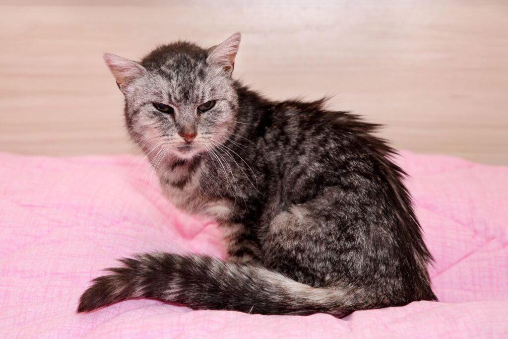 chat sénile chat sénile au pelage mal entretenu