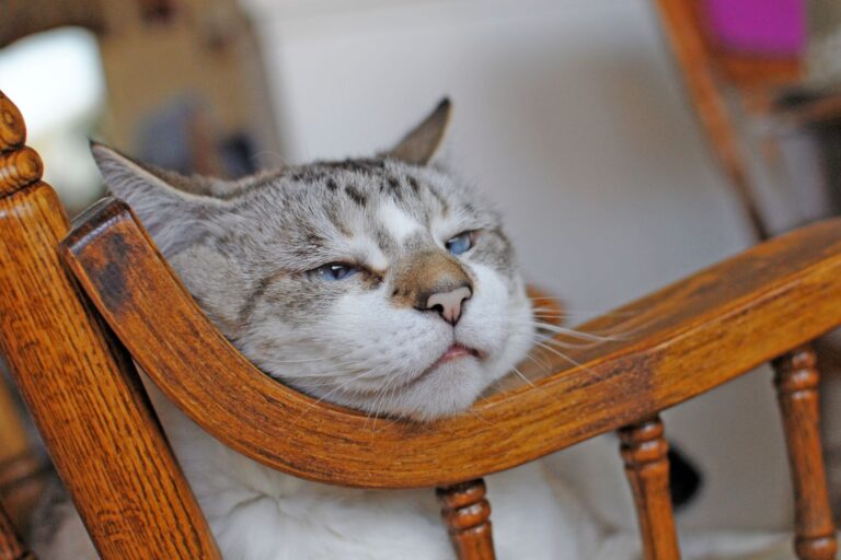 vieux chat sénile qui repose sa tête sur une chaise
