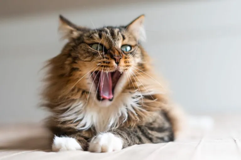 chat souffrant de mauvaise jaleine chat souffrant de mauvaise haleine qui baille