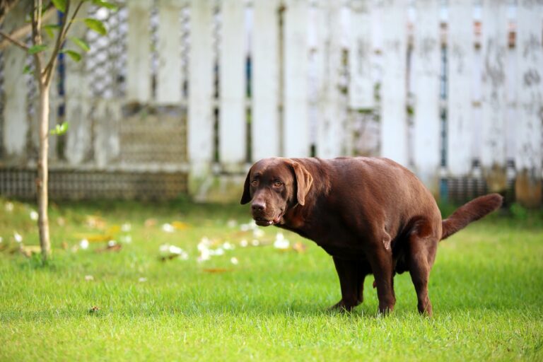 chien qui fait caca dans un jardin