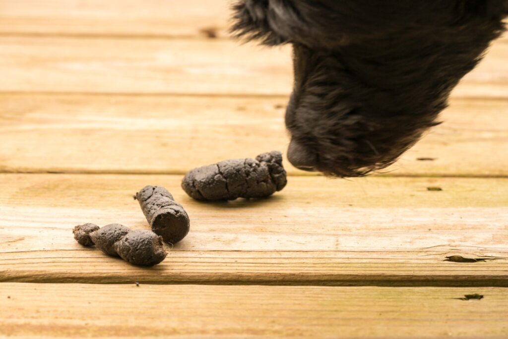 Couleur et consistance des selles du chien : que révèlent-elles ?