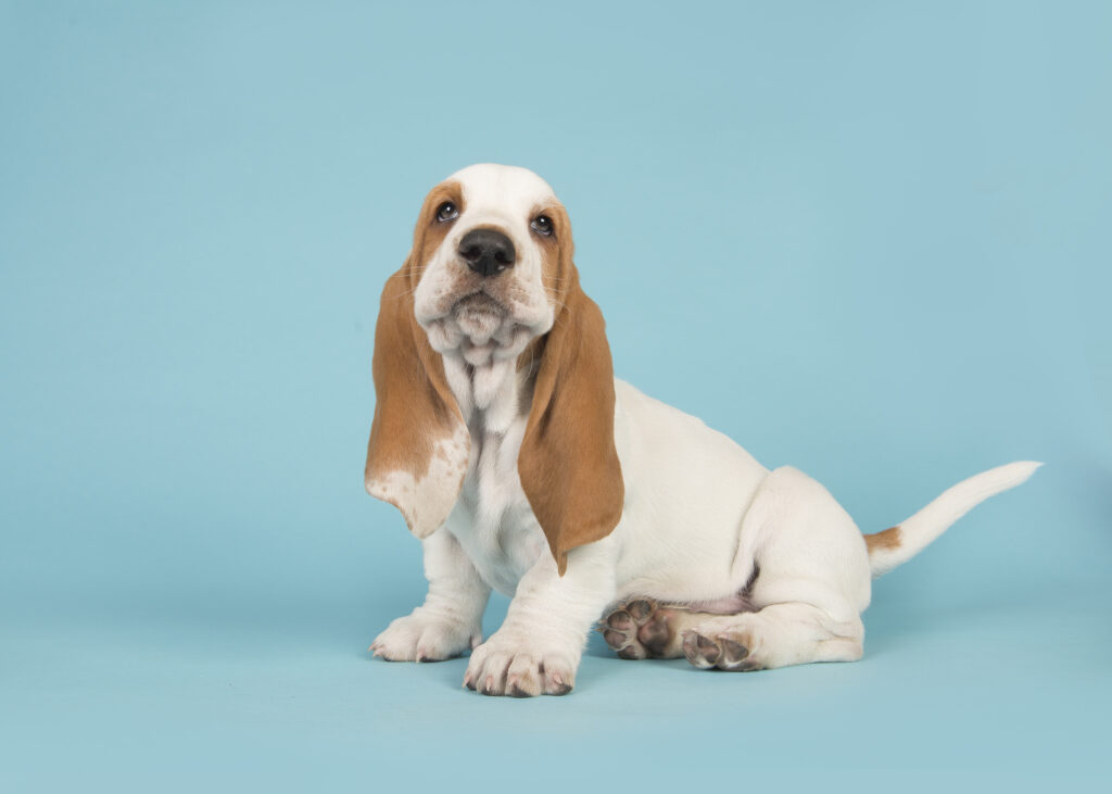 chiot basset hound