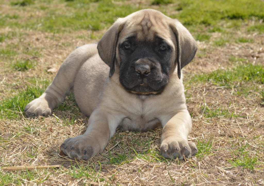 mastiff anglais chiot