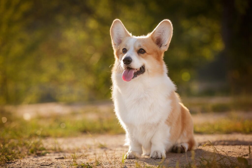 corgi dans un parc