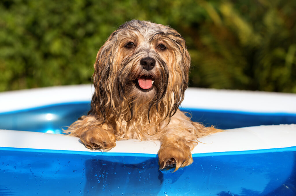 chien dans une piscine chien mouillé sortant d'une piscine gonflable