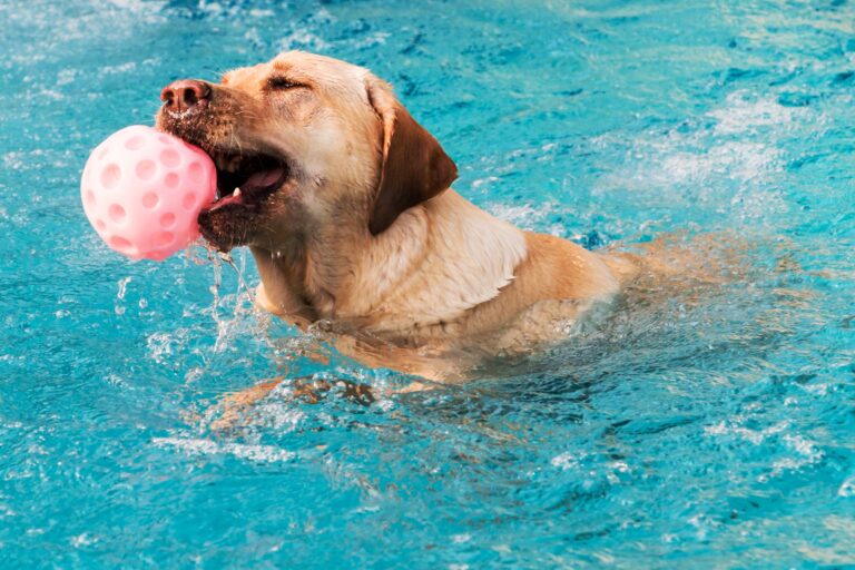labrador tenant un jouant dans une piscine pour chien