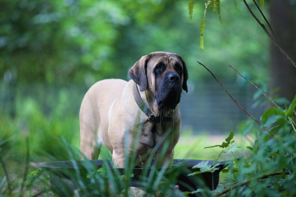 mastiff dans la forêt