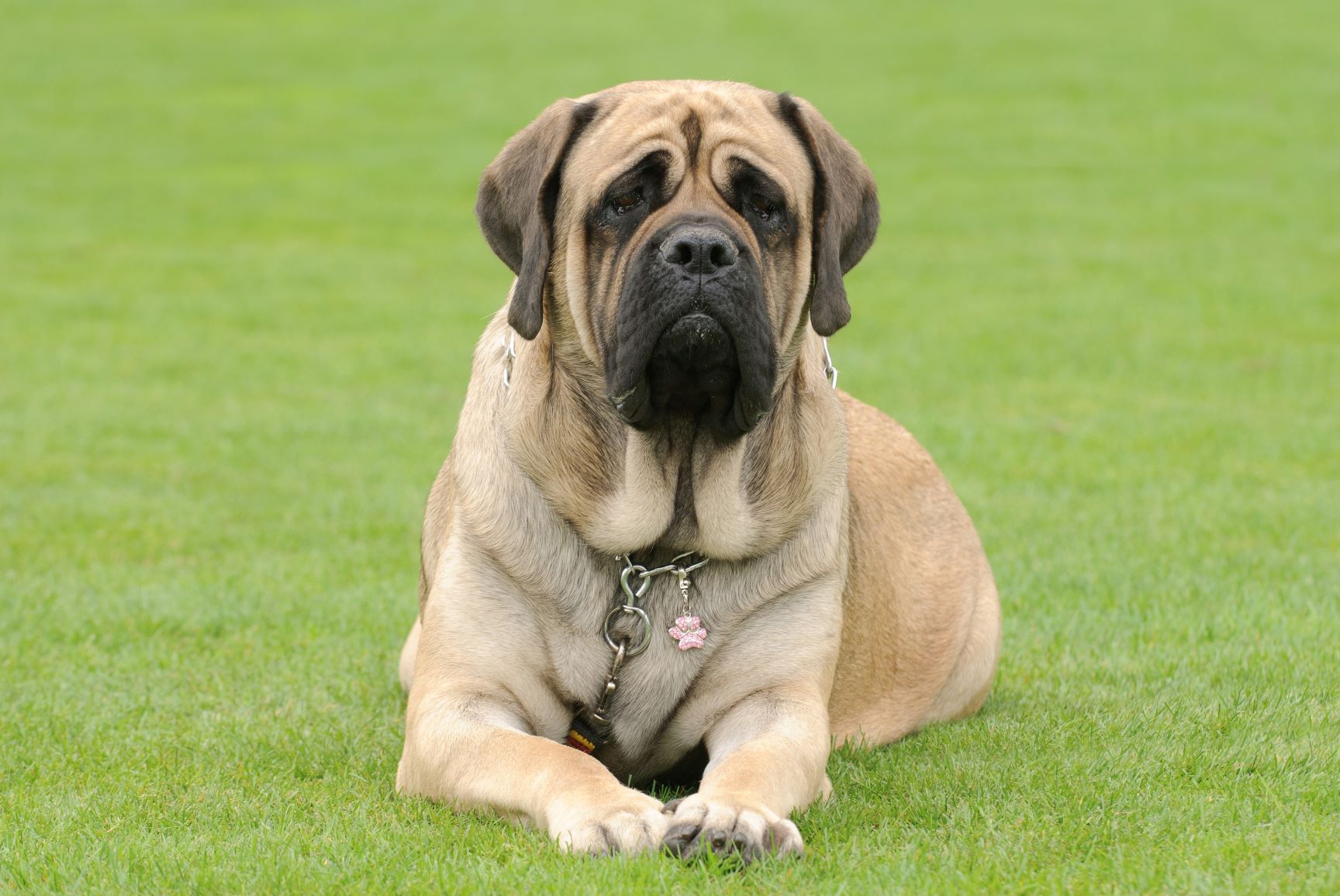 Mastiff levage Caract re Prix Magazine Zooplus Mastiff levage Caract re Prix Magazine Zooplus