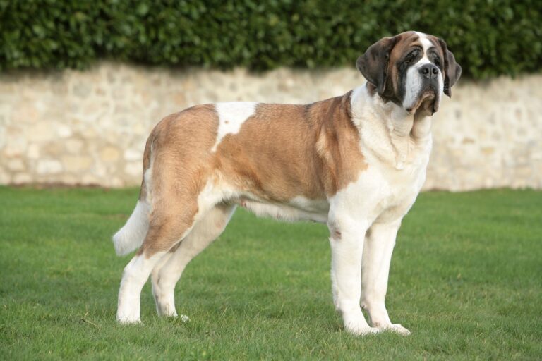 Saint Bernard adulte debout dans l'herbe