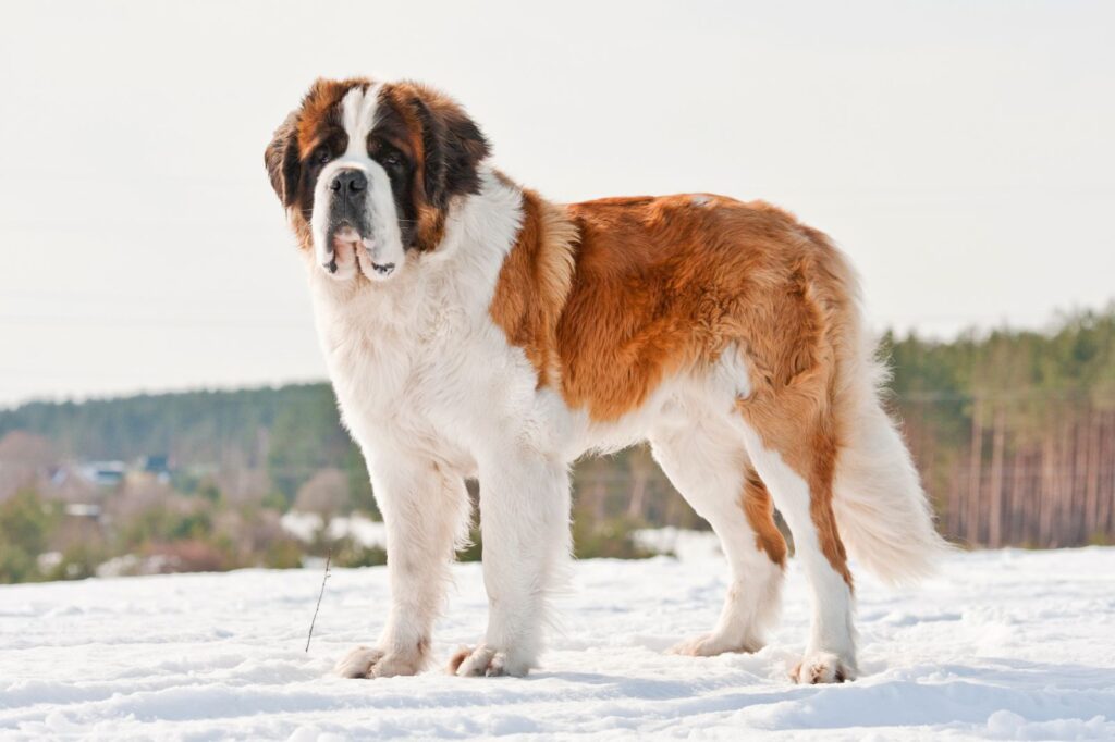 saint bernard dehors dans la neige