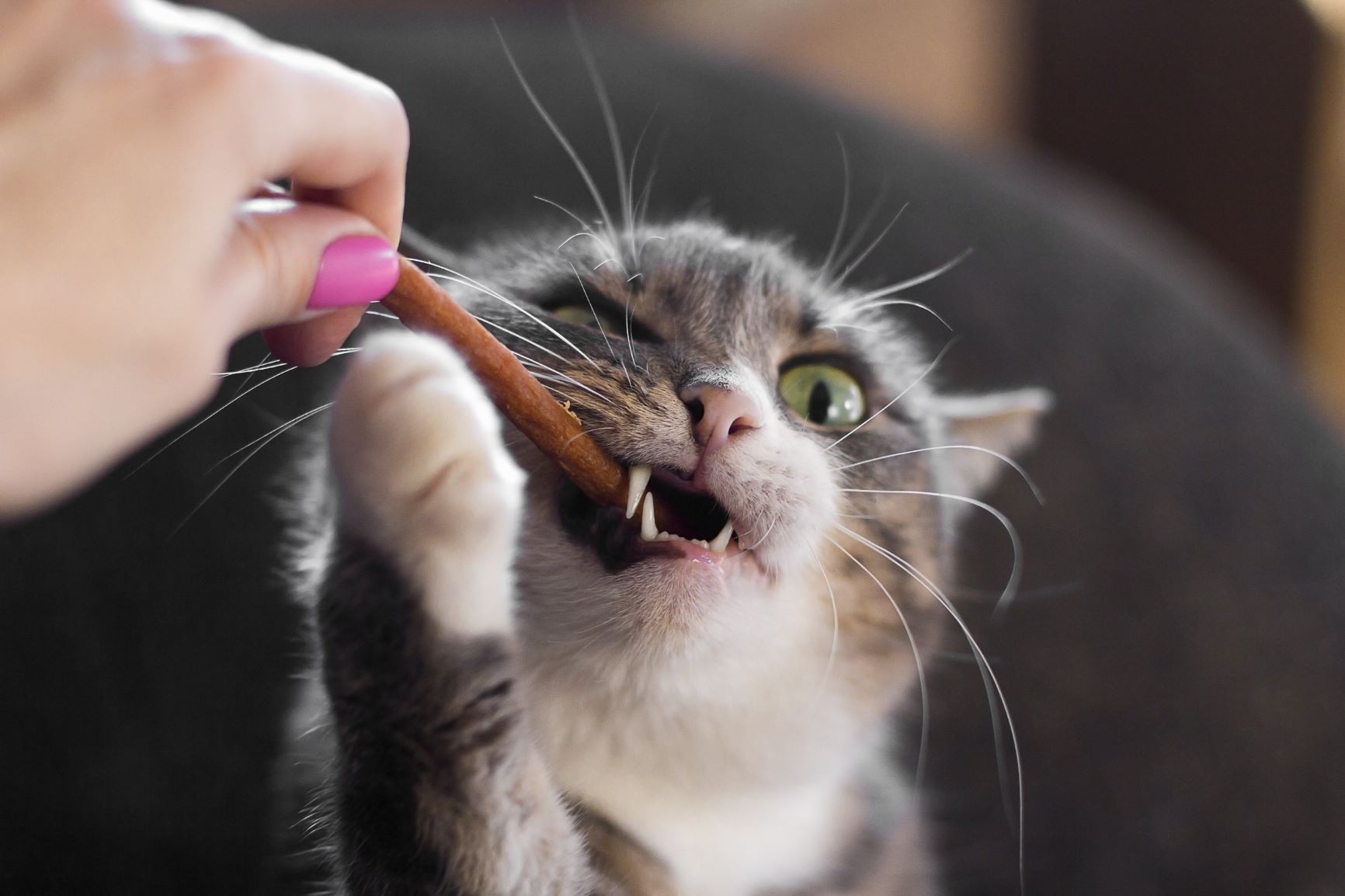 chat qui mange une friandise de soin dentaire