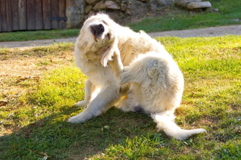 chien qui se gratte à cause de la dermatite atopique