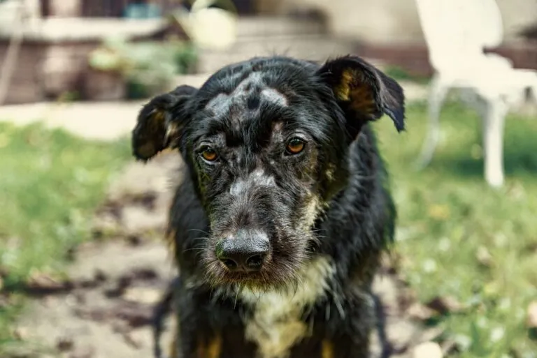 Chien souffrant de démodécie