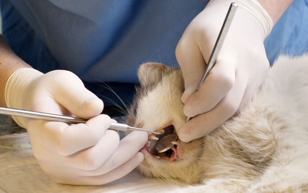 chat souffrant de malposition dentaire se faisant opérer les dents chez le vétérinaire