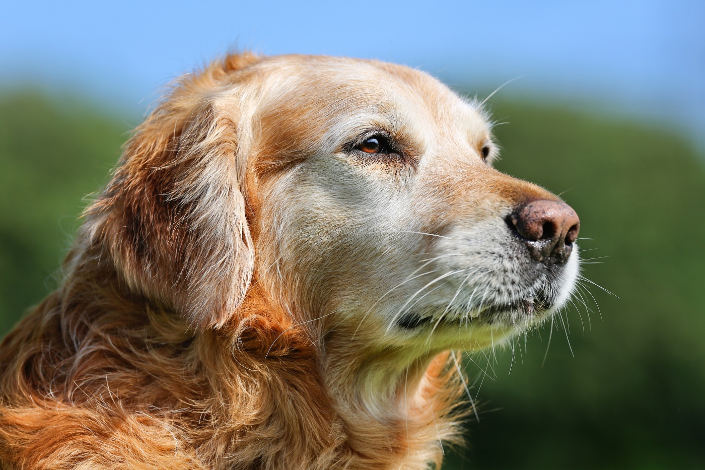 Âge d'un chien en âge humain tableau de correspondance — free download
