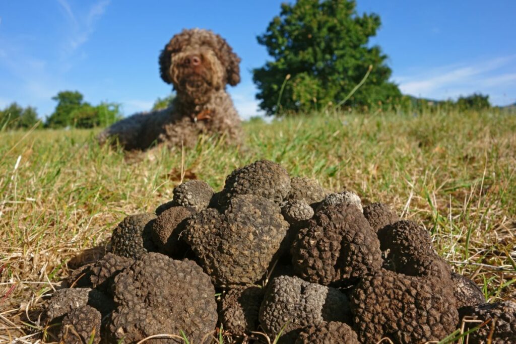 Élever un chien truffier quelle race choisir ? Magazine zooplus — free download