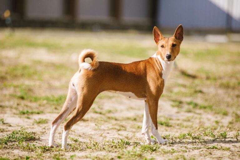 basenji dehors dans l'herbe