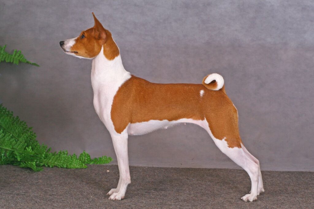 basenji vu de profil