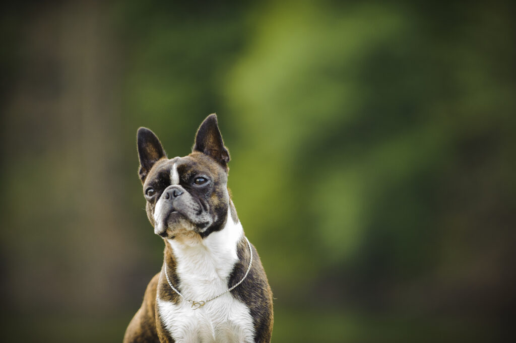 boston terrier en nature