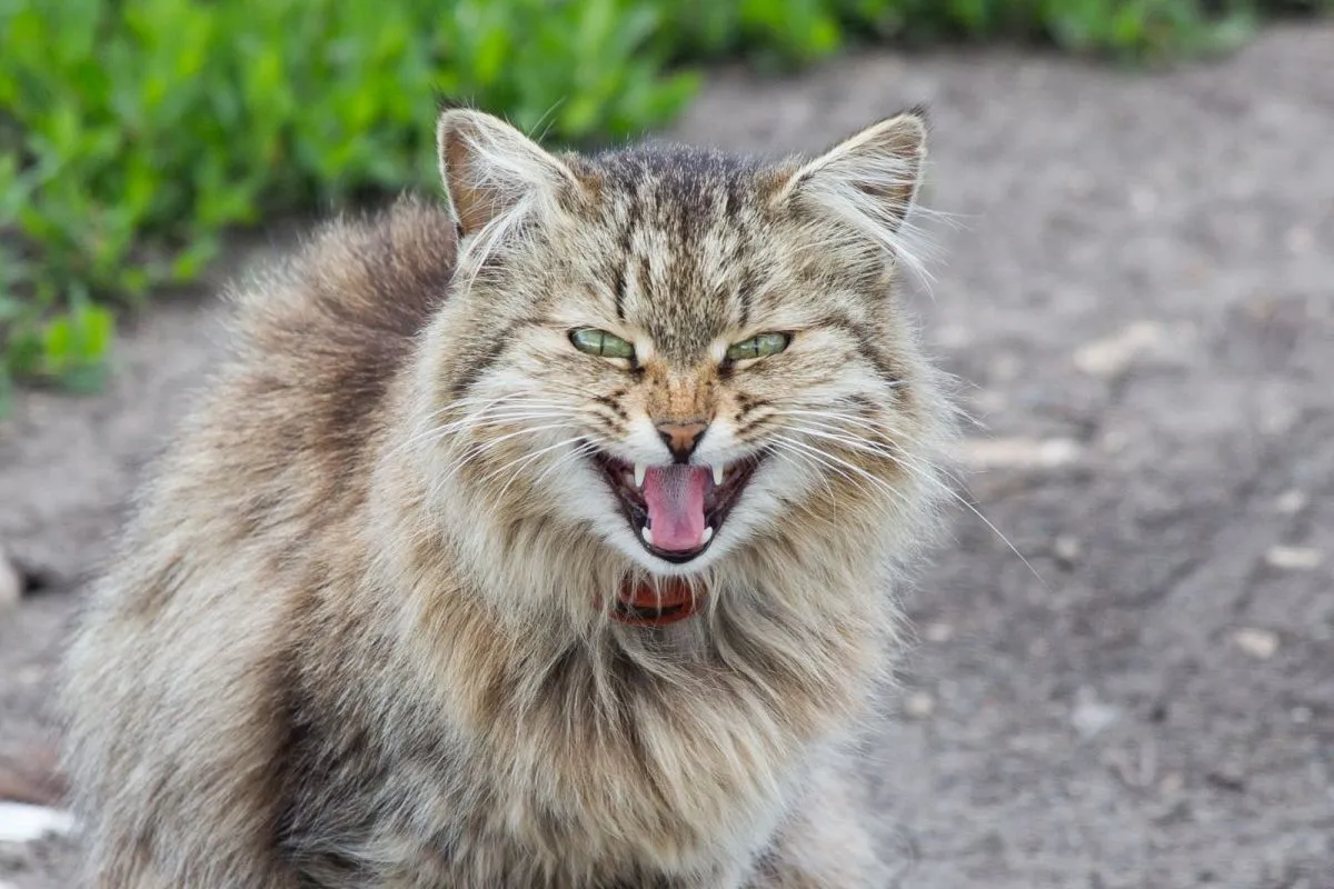 chat gris épileptique chat épileptique qui feule