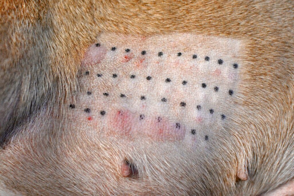 peau d'un chien ayant passé un test intradermique pour identifier les allergies