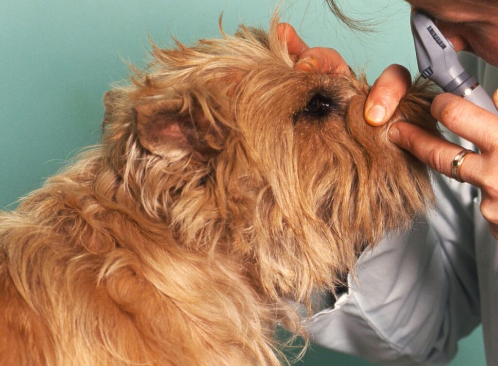 chien souffrant de cataracte se faisant examiner les yeux chez le vétérinaire