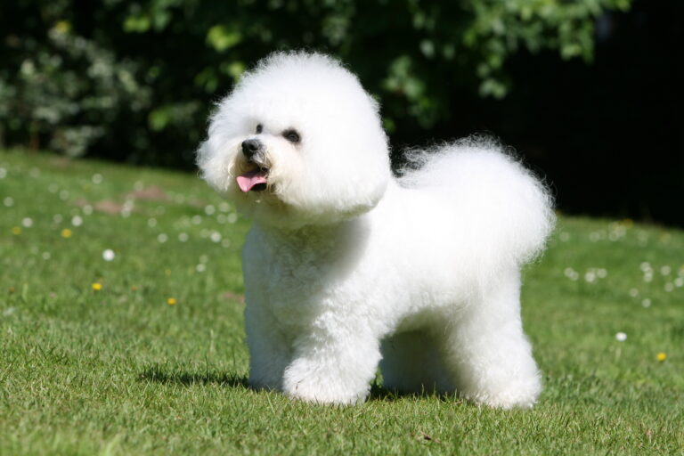 bichon frisé immobile tirant la langue dans le jardin