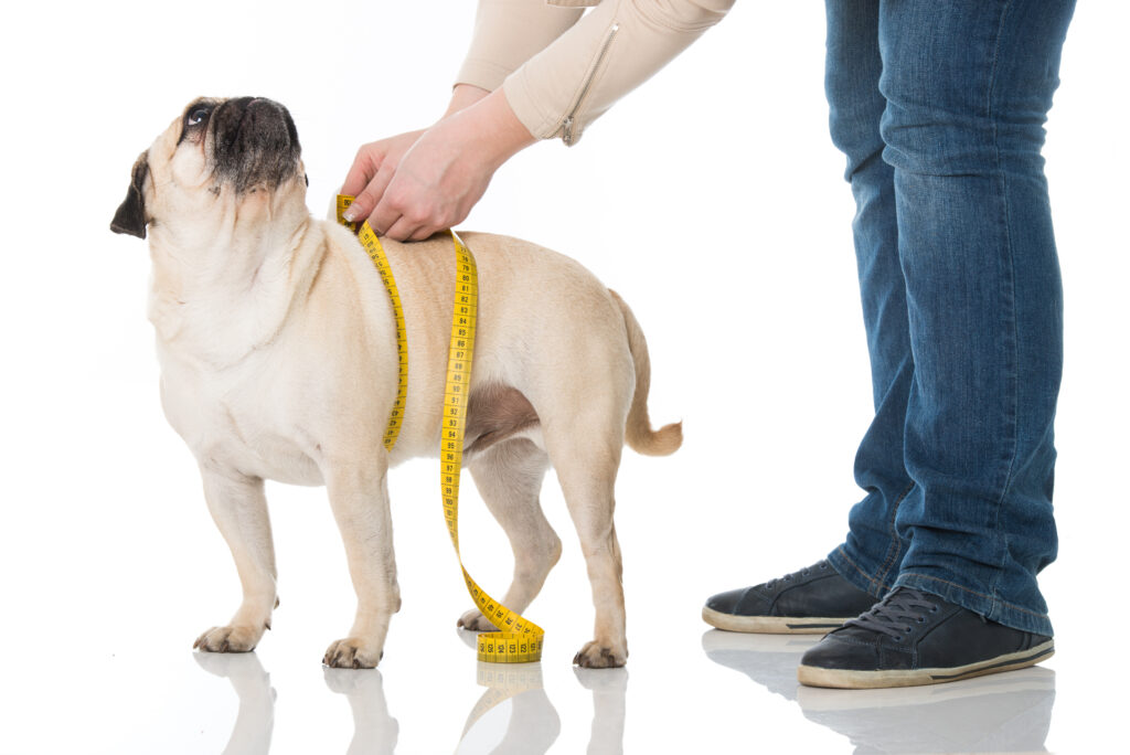 chien obèse souffrant de diabète avec un mètre ruban enroulé