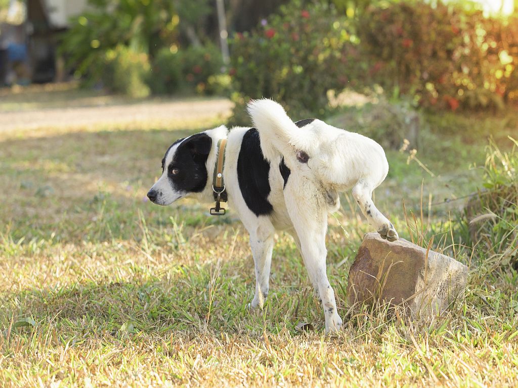 chien incontinent qui urine dans l'herbe