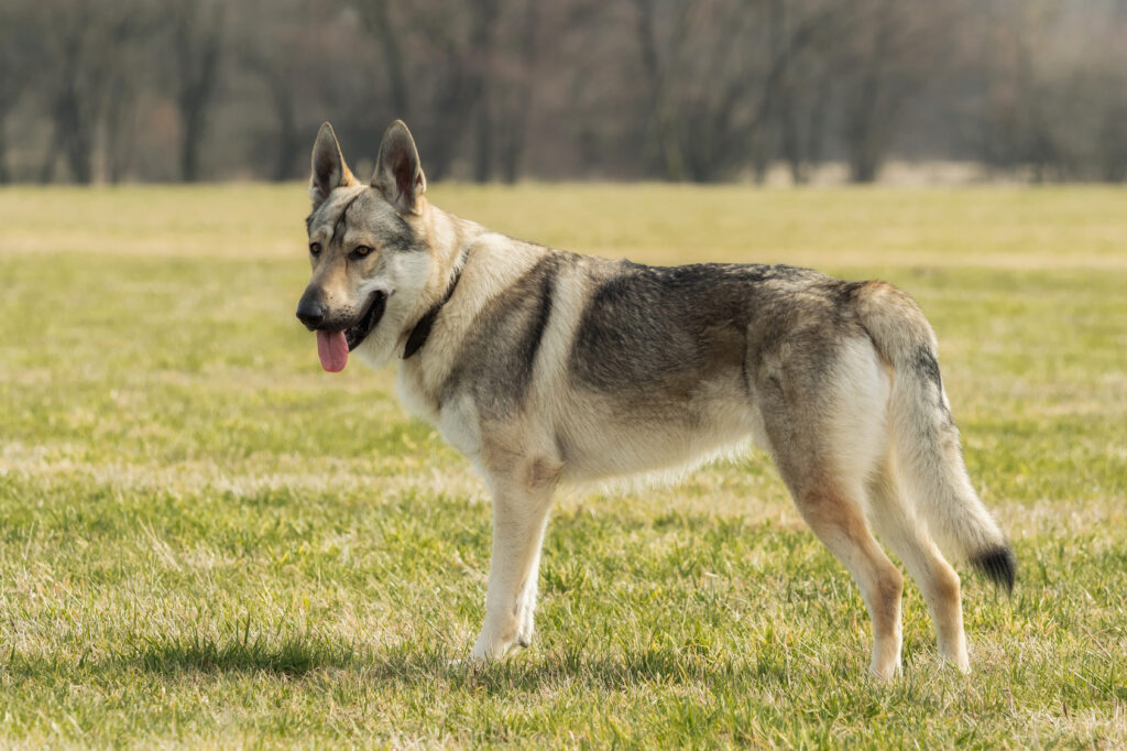 chien loup tchécoslovaque dans l'herbe