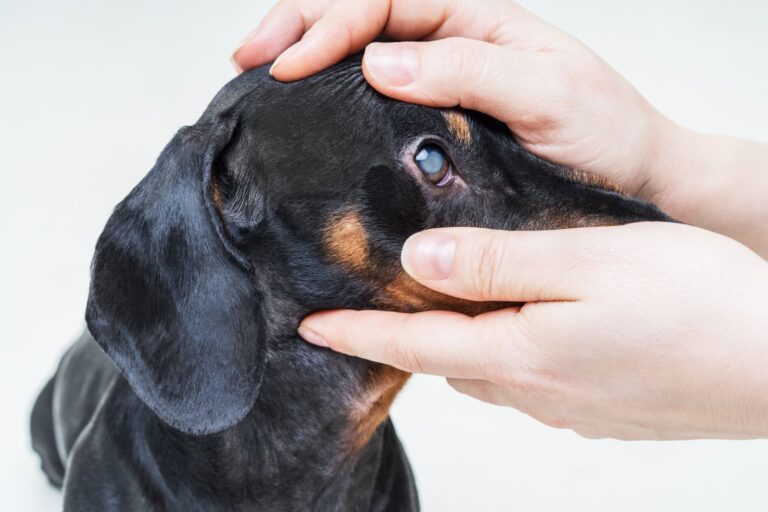 chien souffrant de cataracte se faisant examiner les yeux